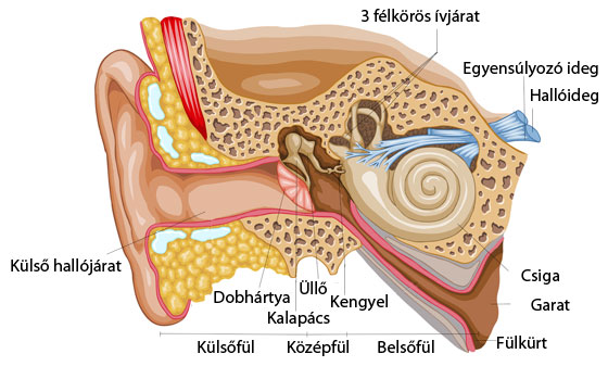 A fül anatómiai felépítése