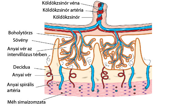 Placenta anatómia